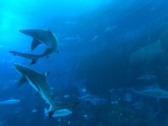 -新加坡海洋生态馆