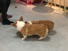 -汪说·狗咖(旺城大厦店)