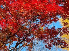-关门山森林公园