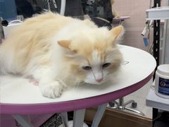 -FAELING PETS美天灵宠物(富力广场店)