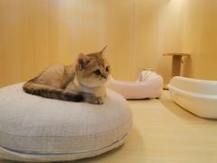 -momokira米努特·德文卷毛猫·棉花面纱犬