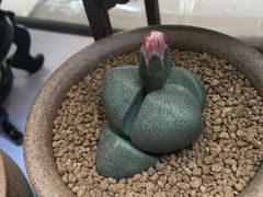 -双季花艺园艺市场(浦东店)