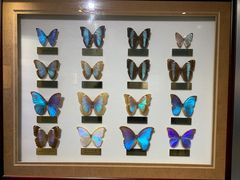 -上海昆虫博物馆