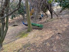-宁波杭州湾国家湿地公园
