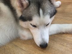 -Husky Go! 哈士奇体验馆·宠物咖啡厅狗咖