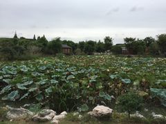 -鹅湖玫瑰文化园