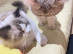 -1013 PET SHOP精品宠物商店(丁香店)