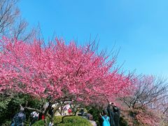 -杭州半山国家森林公园