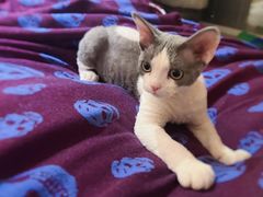 -山宅一喵德文卷毛猫舍