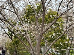 -高东镇樱花园