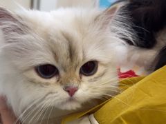 -美联众合爱康动物医院•复杂内科•肿瘤科•牙科•腔镜诊疗中心