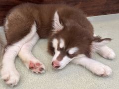 -小狗上班·狗咖·猫咖·小奶狗·摄影(南山店)