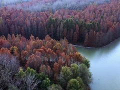 -上海海湾国家森林公园