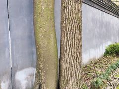 -绮园景区