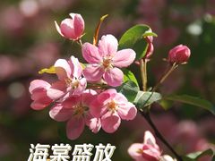 -长白岛森林公园