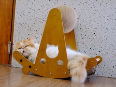 -有猫主题·治愈系猫咖(曾厝垵店)