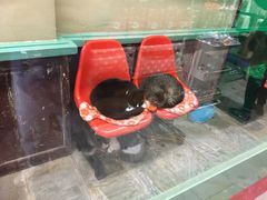 -猫咪博物馆(顶澳仔猫街店)