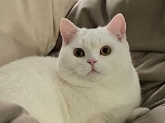 -安安宠医·安宠宠物医院