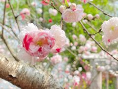 -南汇桃花村