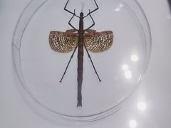 -上海昆虫博物馆