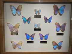 -上海昆虫博物馆