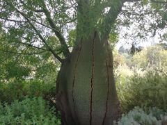 -墨尔本皇家植物园