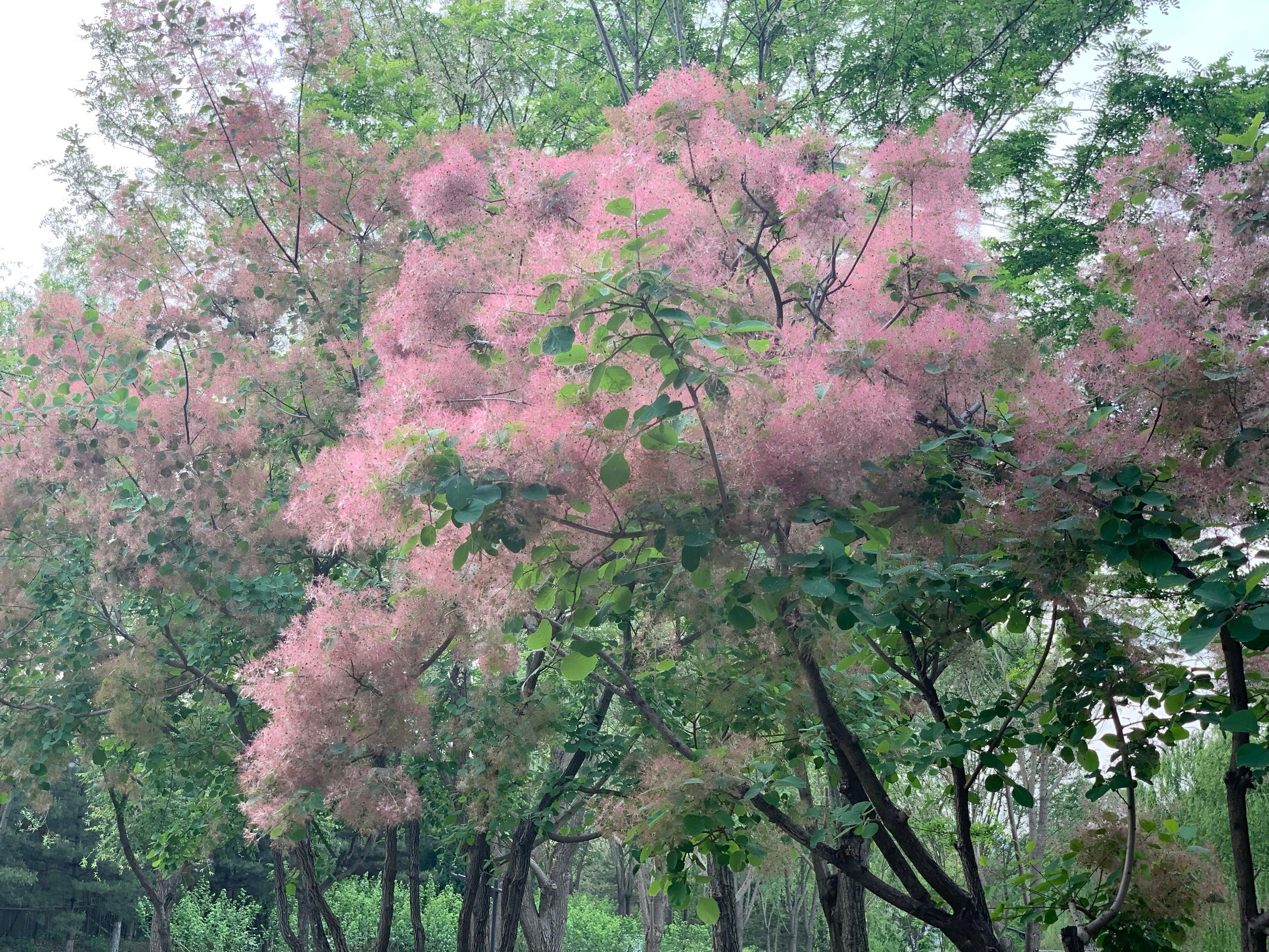 黄栌花开:一片粉色的云