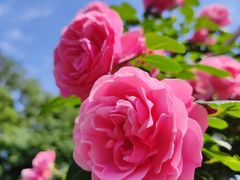 -上海共青森林公园