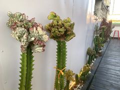 -Eckl’s爱氏热狗(猫街店)