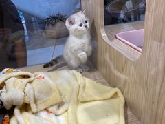 -屋虎猫馆(宝安大仟里店)