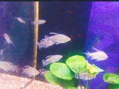 -沙沙哗啦海洋馆(华宇百花谷店)