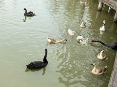 -溱湖国家湿地公园