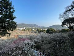 -香雪海