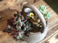 -双季花艺园艺市场(浦东店)
