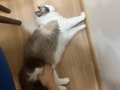 -剧狐剧本杀(徐汇1号店)