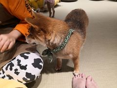 -逗柴咖啡屋·狗咖猫咖宠物桌游