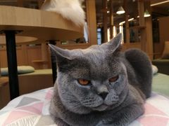 -CAT’S MEWSTAR CAFE·喵星球猫屋(晴湾咖啡店)