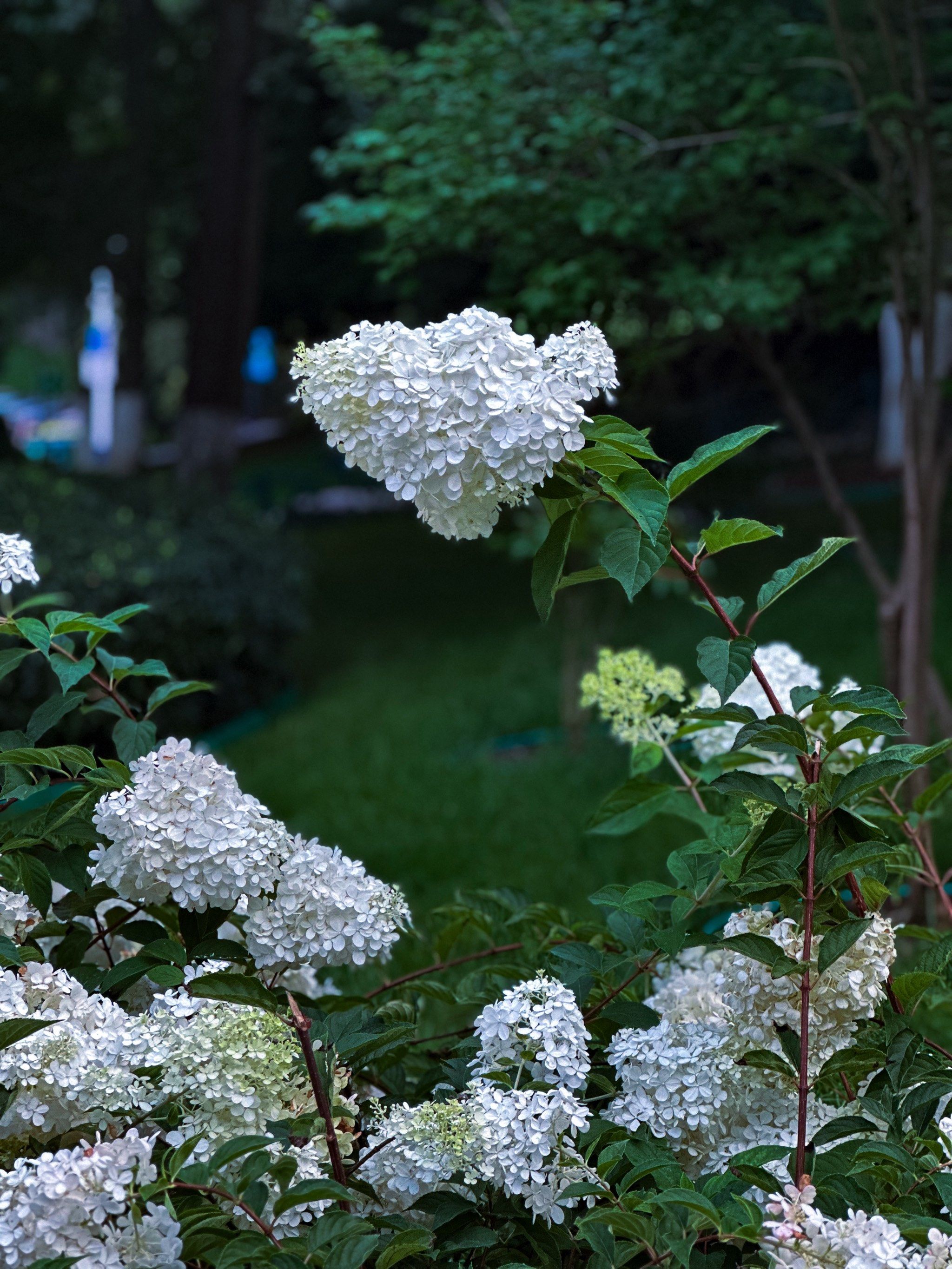 坠入绣球花的童话世界 #城市生活地图
