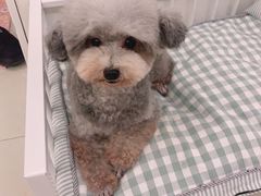 -翊宠yipet猫狗购宠庄园犬舍•猫舍