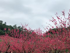 -南国桃园旅游度假区