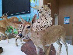 -陕西自然博物馆