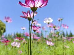 -上海滨江森林公园