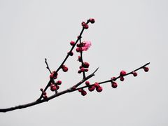 -中国茶叶博物馆(双峰馆区)