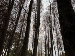 -瀛洲公园
