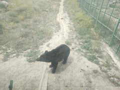 -新疆天山野生动物园