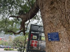 -遇龙河大樟树农家乐