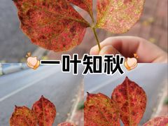 -凤岭儿童公园