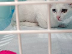 -爱侣宠医·鹦鹉专科·小型哺乳类·异宠专科(灵石路店)