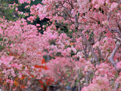 -莲花山公园
