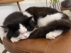-共舞时光猫咖·狗咖(新街口店)